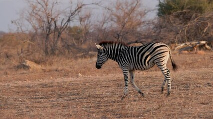 Wall Mural - tracking clip of a zebra foal walking at sunset in balule nature reserve at kruger national park of south africa