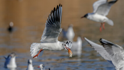Wall Mural - black headed gull fliying over the lake