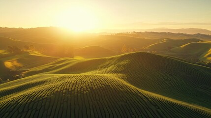 Wall Mural - sun-kissed tea plantations, serene green hills at golden hour