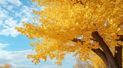 Wall Mural - ginkgo biloba brilliance, autumn canopy against azure skies and wispy clouds