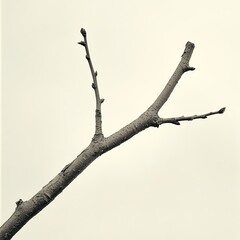 Wall Mural - branch with buds: a minimalist nature study