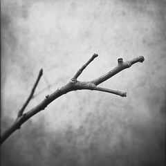 Wall Mural - monochrome branch: a study in texture and form