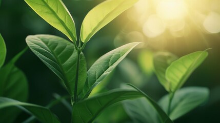 Wall Mural - fresh green leaves with sunlight glimmering through. nature's beauty and growth, perfect for eco-fri