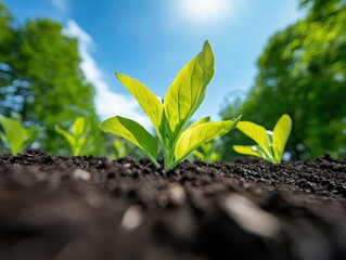 Aufkleber - Regenerative Agriculture Hope Fresh Green Seedling Emerging in Rich Soil - Climate Resilience, Sustainable Growth and Eco-Conscious Farming Innovation