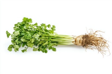 Aufkleber - Fresh Cilantro with Roots on a White Background Natural Aroma and Herb Culinary Photography