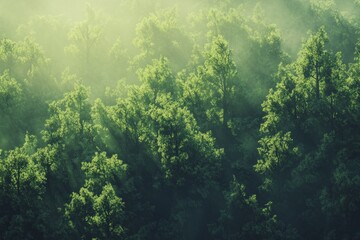 Poster - A vibrant aerial view of a lush green forest enveloped in mist, showcasing the peaceful beauty of nature. Soft sunlight rays filter through the leafy canopy.