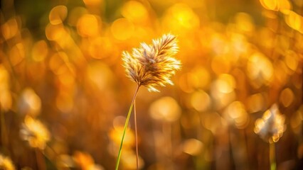 Aufkleber - A single, delicate plant emerges from a blurred background of soft, golden light, creating a sense of warmth and serenity.