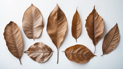 Poster - dry leaf or dead leaf placed alone on a white background