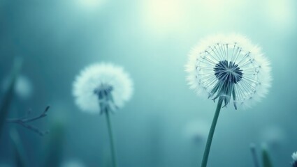 Poster - Large white dandelion in a woodland setting. Close-up image with shallow depth of field. Abstract summer nature backdrop.