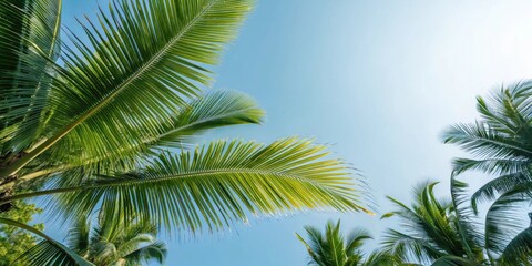 Aufkleber - A low angle view of a vibrant palm tree frond against a bright blue sky with sunbeams streaming through the leaves.