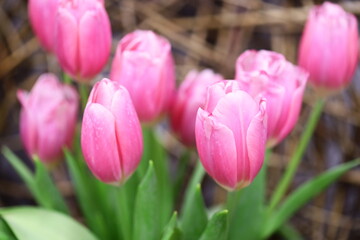 Poster - Fresh pink tulips glisten with water droplets in this close-up shot.