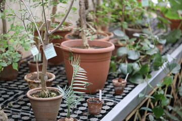 Aufkleber - group of potted plants arranged on a table, suitable for office or home decor.
