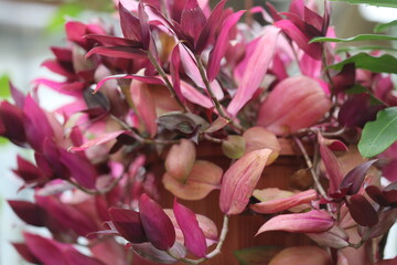 Poster - Close-up photo of a pink flower with delicate petals and center, suitable for use in botanical or floral designs.