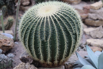 Poster - A close-up shot of a prickly pear cactus growing amidst rocks in a desert landscape.
