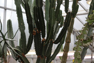 Poster - Group of cacti plants in a controlled environment.
