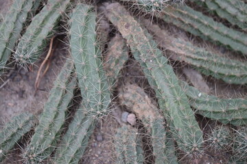 Poster - Prickly desert plant with long, sharp needles, great for nature or outdoor-themed designs.