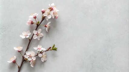 Poster - Delicate Spring Blossoms on a Gray Background, a Symbol of Renewal and Hope
