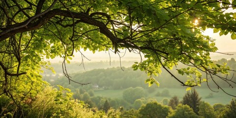 Poster - A tree branch with vibrant green leaves frames a soft, sun-drenched landscape, creating a sense of peace and tranquility.