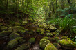 © jiriviehmann - Paradiesischer subtropischer Regenwald. Brindle Creek im Border Ranges Nationalpark in New South Wales, Australien. Byron Hinterland.