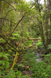 © jiriviehmann - Paradiesischer subtropischer Regenwald. Brindle Creek im Border Ranges Nationalpark in New South Wales, Australien. Byron Hinterland.