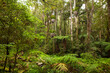 © jiriviehmann - Paradiesischer subtropischer Regenwald. Brindle Creek im Border Ranges Nationalpark in New South Wales, Australien. Byron Hinterland.