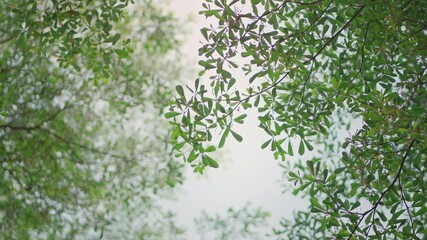 Wall Mural - Background green leaves of tree in spring public park, Bright green trees leaves waving in wind with bokeh