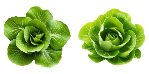 Wall Mural - Two fresh green cabbage heads with vibrant leaves on transparency background