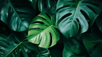 Poster - Vibrant monstera leaves, showcasing varying shades of green, intertwine harmoniously in a lush environment under soft sunlight, evoking a tranquil atmosphere of nature