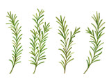 Fresh green rosemary sprigs watercolor hand drawn illustration set isolated on white background