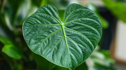 Aufkleber - A vibrant, heart-shaped leaf catches the sunlight, revealing intricate veins and a glossy texture. This captivating plant thrives in a verdant garden oasis, surrounded by urban life