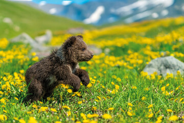 Wall Mural - bear cub on the summer meadow. ursus arctos in grass with yellow flowers on mountain and lake backgr