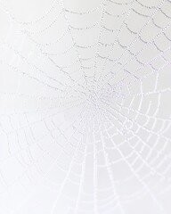 Poster - Delicate Spiderweb with Dew Drops Against Soft White Background