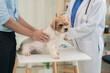 © ArLawKa - A friendly male veterinarian in uniform examines a cute dog while his female assistant looks after it in a veterinary clinic.