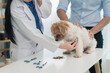 © ArLawKa - A friendly male veterinarian in uniform examines a cute dog while his female assistant looks after it in a veterinary clinic.