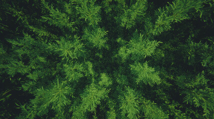 Aufkleber - Aerial view of green grass texture map for nature and landscape design