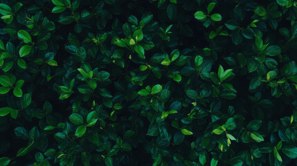 Poster - Vibrant green leaf texture background for design and decor