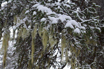 lapland winter nature