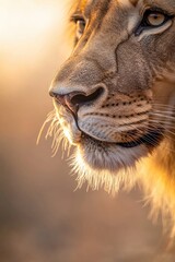 Poster - close-up of lion nose and whiskers illuminated by warm afternoon light in savanna setting