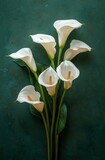 Overhead view of elegant calla lilies with soft shadows on a dark green background, showcasing minimalistic beauty and professional macro photography techniques