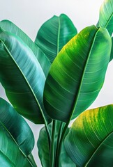 Poster - Lush Green Tropical Leaves Capturing Sunlight with a Refreshing Aesthetic for Home and Office Decor Inspiration