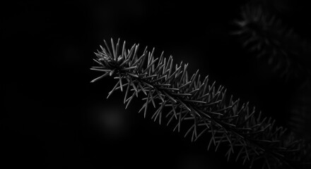 close-up of fir tree branch with needles in monochrome style