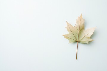 Poster - single leaf on plain white background represents essence of minimalism with expansive copy space