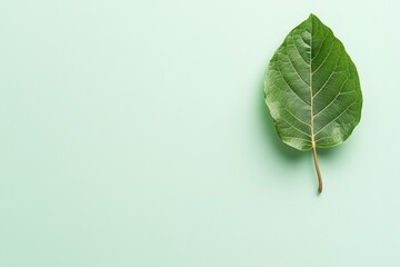 Poster - single leaf on plain white background represents essence of minimalism with expansive copy space