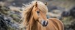 © kirania - A beautiful chestnut horse with a flowing blonde mane outdoors