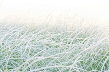 Poster - frost-covered grass glistening under soft morning sunlight with tiny ice crystals sparkling in detail