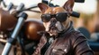 © Dulemegapixel - A fashionable dog dressed as a biker, showcasing confidence and style while wearing sunglasses and a leather jacket, perfectly embodying the biker lifestyle.