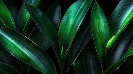 Poster - Close up of green leaves with a black background. The leaves are very thick and have a shiny appearance