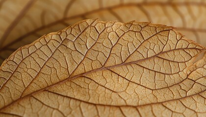 Close-up of a dried, tan leaf's intricate veins. Illustrates natural textures, perfect for autumn themes or botanical designs.