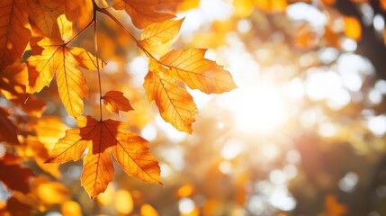 Fototapete - Vibrant orange leaves in a tranquil park during autumn season showcasing the beauty of fall foliage and warm sunlight filtering through branches
