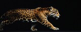 A majestic jaguar walks gracefully against a stark black background